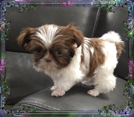 Tiny little female chinese imperial shih tzu puppies for sale teacup